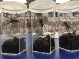 Poecilotheria Metallica v.a. €95,- (vanaf prijs i.v.m. formaat dier)