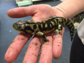 Gele tijger salamander (Ambystoma tigrinum) v.a. €50,-