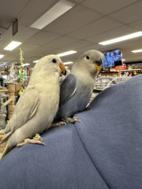 Agapornis Roseicollis | Agapornis Personata €25,-