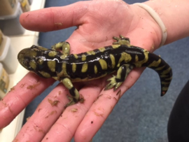 Gele tijger salamander (Ambystoma tigrinum) 