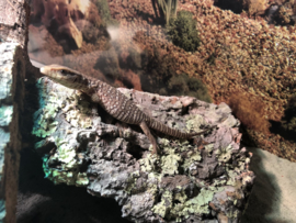 Steppevaraan (Varanus Exanthematicus) v.a. €100,-