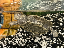 Zaagrugschildpad (Graptemys Pseudogeographica) v.a. €35,-