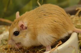 Cheesman’s Gerbil (gerbillus cheesmani) v.a. €25,-