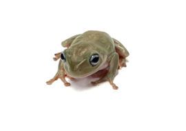 Koraalteenboomkikker Blue Eyes (Litoria Caerulea)