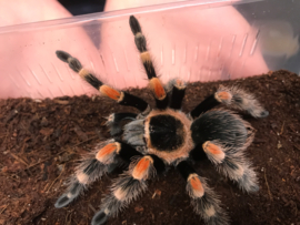 Mexicaanse roodknievogelspin (Brachypelma Hamori (Voorheen Brachypelma Smithi) v.a. €30,-