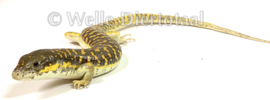 Berberskink (Eumeces schneideri) v.a. €55,-