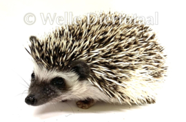 Witbuikegel (Atelerix albiventris) v.a. €150,-