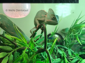 Jemen kameleon (Chamaeleo Calyptratus) v.a. €65,-