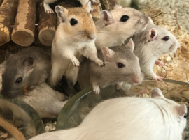 Mongoolse Gerbil (Woestijnrat)  €15,-