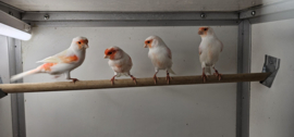 Kanarie Rood Mozaiek (Type 2) €30,-