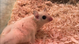 Leucistic Sugar glider / Suikereekhoorn Wit v.a. €290,-