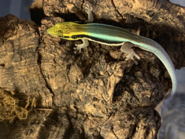 Klemmer's Daggekko | Phelsuma Klemmeri €95,-