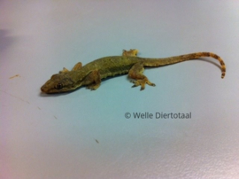 Aziatische Huisgekko / Tjiktjak / Hemidactylus Frenatus v.a. €9,-