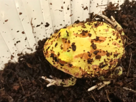 Pacman Albino (Ceratophrys Cranwelli) €55,-
