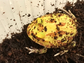Pacman Albino (Ceratophrys Cranwelli) v.a. €35,-