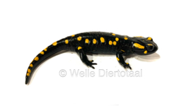 Vuursalamander / Salamandra S. Salamandra v.a. €50,-