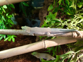 Standings Daggekko | Phelsuma Standingi v.a. €45,-