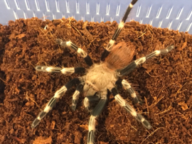 Nhandu Chromatus (Braziliaanse Rood/Witte Vogelspin) v.a. €40,- (vanaf prijs i.v.m. formaat dier)