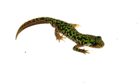 Dwergmarmersalamander / Triturus Pygmaeus €65,-