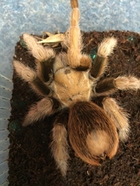 Mexicaanse Blonde Vogelspin/Aphonopelma Chalcodes v.a. €65,-