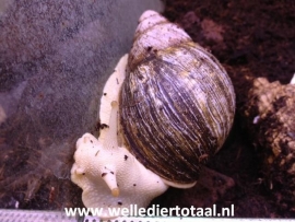 Agaatslak Whitebody (Achatina whitebody) XXL v.a. €35,-