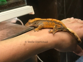 Wimpergekko (Correlophus Ciliatus) v.a. €50,-