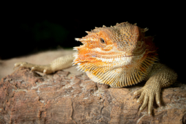 Baardagaam (Pogona vitticeps) v.a. €35,-