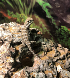 Dwergbaardagaam (Pogona Henrylawsoni) v.a. €100,-