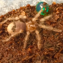 Mexicaanse Oranjeknievogelspin (Brachypelma Auratum) v.a. €25,-