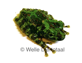 Vietnamese Moss Kikker (Theloderma Corticale) 