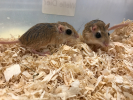 Kleine Egyptische Gerbil (Gerbillus Gerbillus) v.a. €15,-