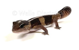 Vetstaartgekko (Hemitheconyx Caudicinctus) v.a. €27,50