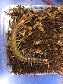 Duizendpoot (Scolopendra Madagascariensis) v.a. €25,-