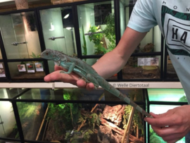 Blauwe leguaan (Iguana Iguana)