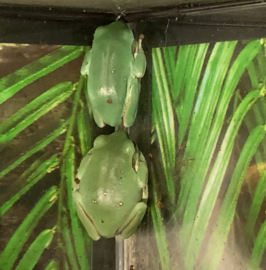 Koraalteenboomkikker (Litoria Caerulea) v.a. €20,-