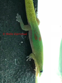 Goudstofdaggekko | Phelsuma Laticauda v.a. €65,-