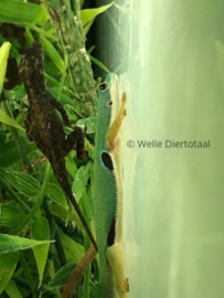 Pauwoogdaggekko | Phelsuma Quadriocellata v.a. €65,-