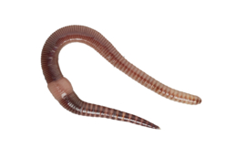 Bakje Dendrobaena Vissersworm (15 Stuks) - Regenwormen