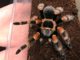 Mexicaanse roodknievogelspin (Brachypelma Hamori (Voorheen Brachypelma Smithi) v.a. €30,-