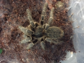 Ceratogyrus Pilliansi v.a. €25,-