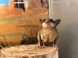 Wildkleur Sugar Glider  / Suikereekhoorn / Petaurus Breviceps v.a. €150,-