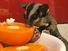 Wildkleur Sugar Glider  / Suikereekhoorn / Petaurus Breviceps v.a. €150,-