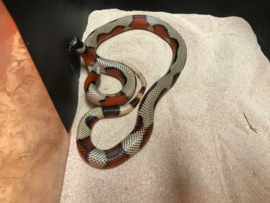 Koningsslang (Lampropeltis Triangulum Stuarti 'Aberant' High White) v.a. €75,-