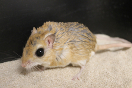 Kleine Egyptische Gerbil (Gerbillus Gerbillus) v.a. €15,-