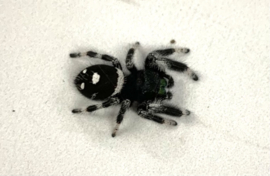 Spingspin / Jumping Spider - Phidippus Regius v.a. €25,-