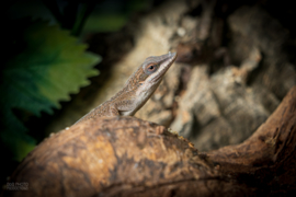 Roodkeelanolis (Anolis Carolinensis) man €19,- / vrouw €35,-