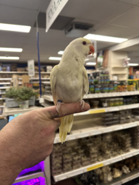 Halsbandparkiet Albino (prijs op aanvraag)