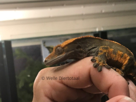 Wimpergekko (Correlophus Ciliatus) v.a. €50,-