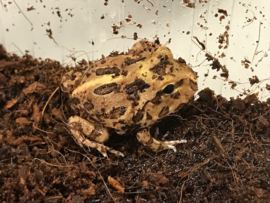 Pacman Bruin (Ceratophrys Cranwelli) €55,-