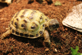 Vierteenlandschildpad (Testudo horsfieldii)